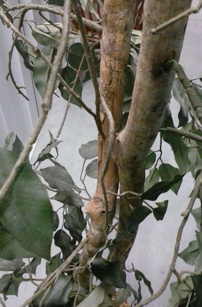 Artificial House Plant!!