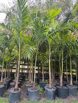 Christmas palms