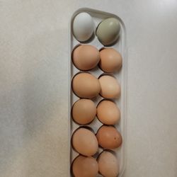 Farm Fresh Eggs $5 A Dozen Call Or Text Questions To (Two 0 Nine Six78-009four