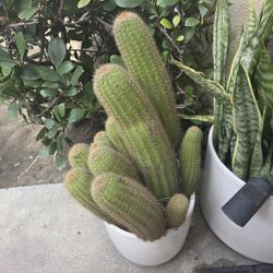 Beautiful Mature Cactus