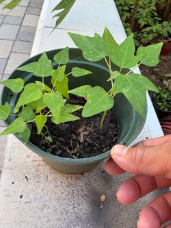 Healthy papayas seedlings are growing in a pot