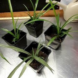 Spider Plants, 1 Year In Dirt!5/$20