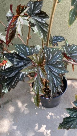 Begonia Plant