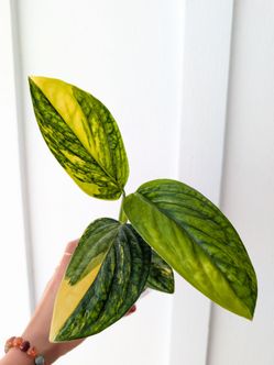 Monstera Karstenianum Peru Aurea Variegated Plant 4" Pot - Indoor House Plants