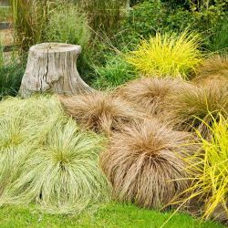Bronze Curls Ornamental Grasses