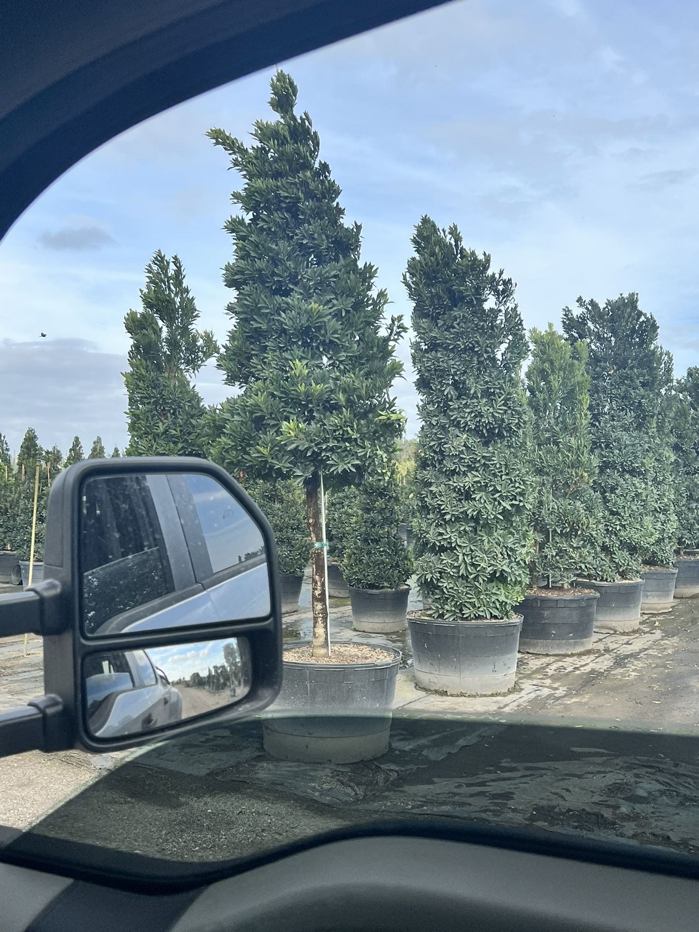 Big Japanese Blueberry Topiary Trees