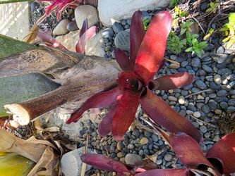 Pot Filled Of Bromeliads