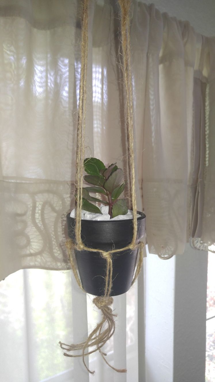 Succulent Hanging Planter