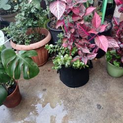 Plant