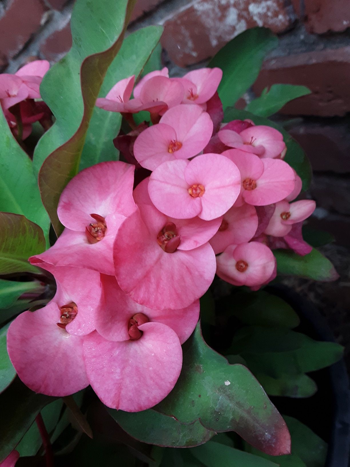 3 gallon pot with crown of thorns plant