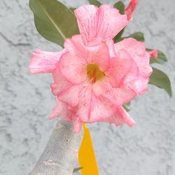 Dessert Rose "Adenium Obesum " "EVA" Plant $45