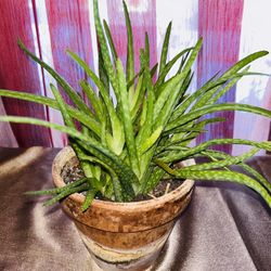 Aloe Vera Plants 6 Inch Pot
