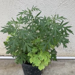 Mug Wort Herb Plant Cây Ngải Cứu