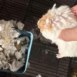 Hamster 