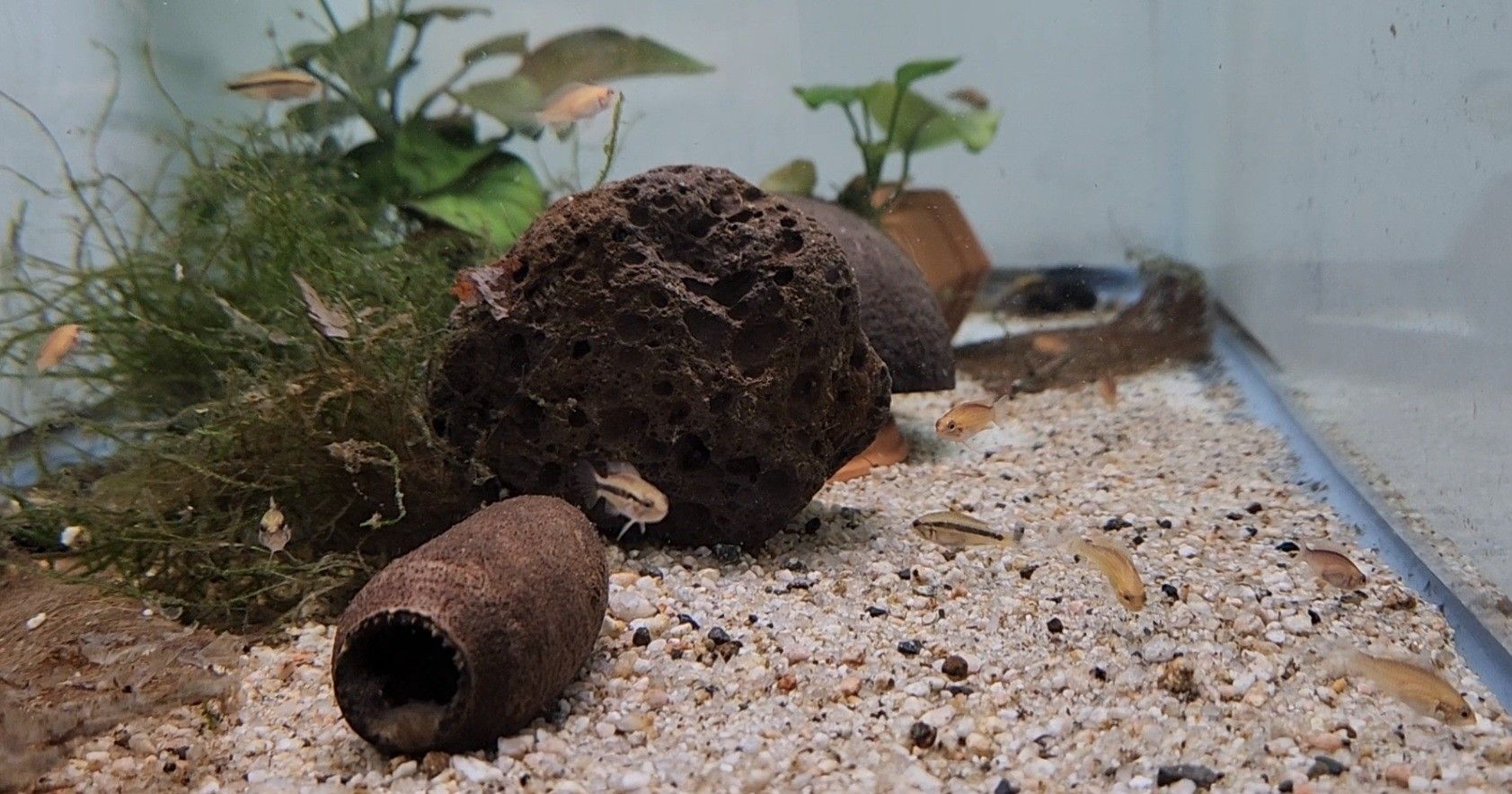 Aquarium Decoration's