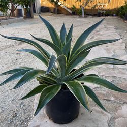 Agave Desmettiana Variegata. ( Smooth Agave )