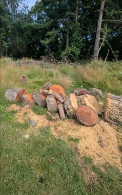 Free Firewood Mulberry and Plum