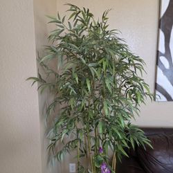 Bamboo Tree ( 6 Feet Tall ).