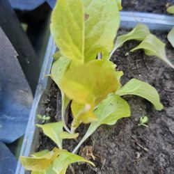 Outredgeous (Red) Salad Seedling In A Container