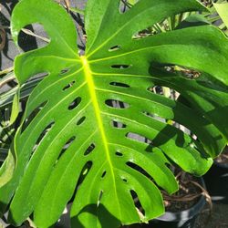 Monstera 