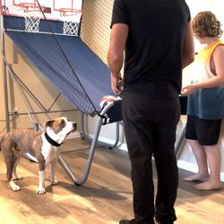 Indoor double basketball hoop with digital score and basketball
