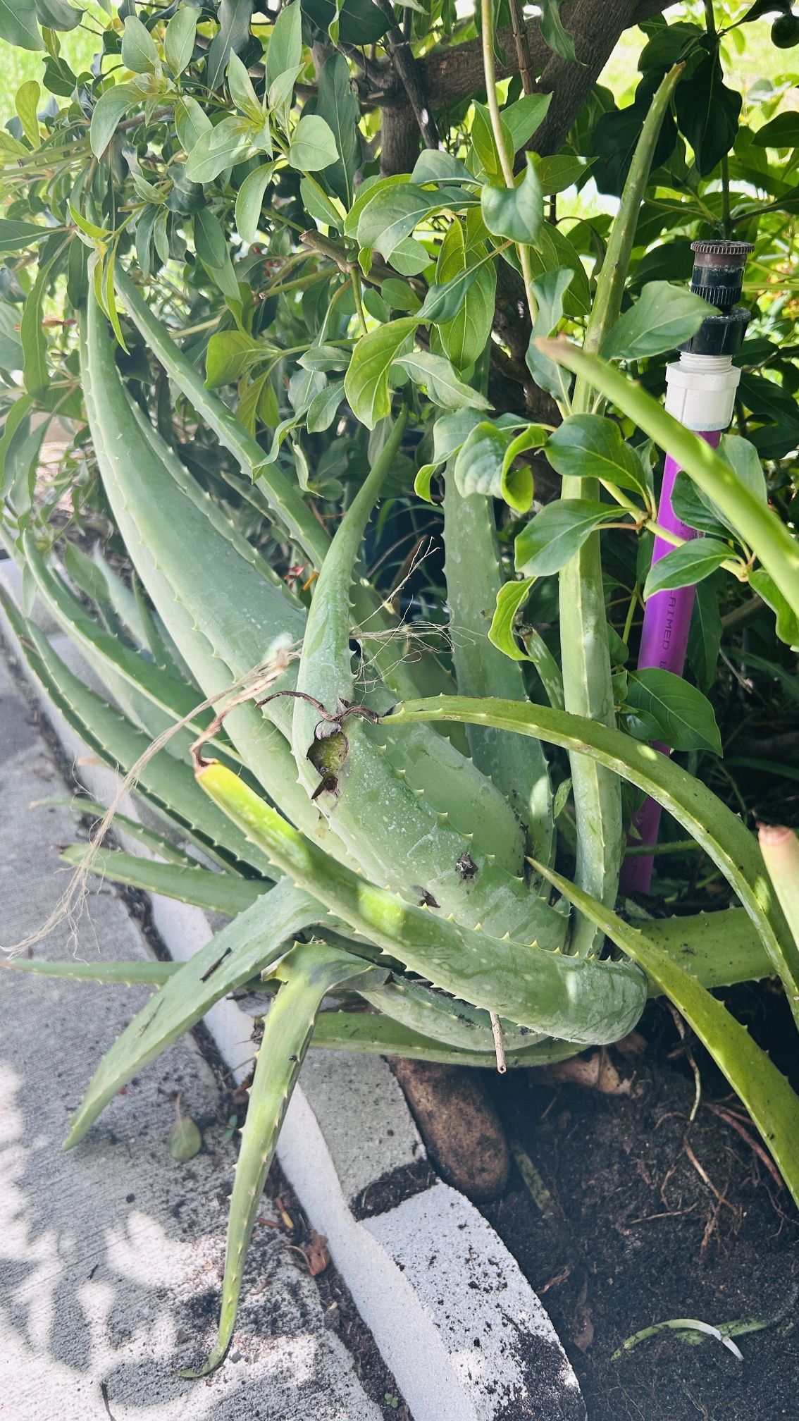 Alovevera Plant