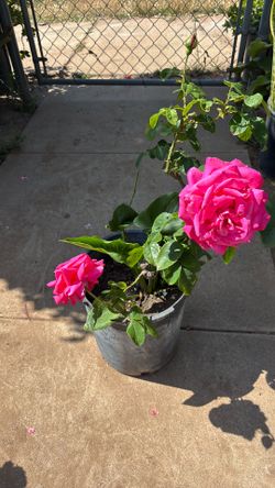 China rose - pink