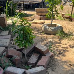 Arbolitos De Guanábano