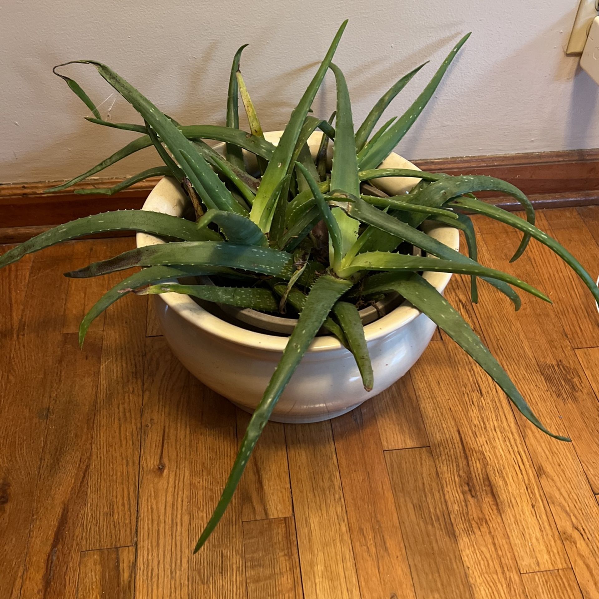 Aloe Vera Plant And Pot