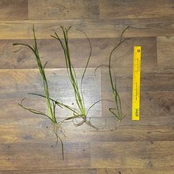 Jungle Vallisneria Aquarium Plant