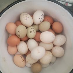 Duck And Chicken Eggs For Sale
