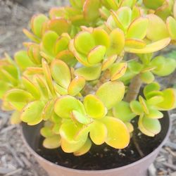 Jade plant, also known as Crassula ovata, is a popular, low-maintenance succulent houseplant