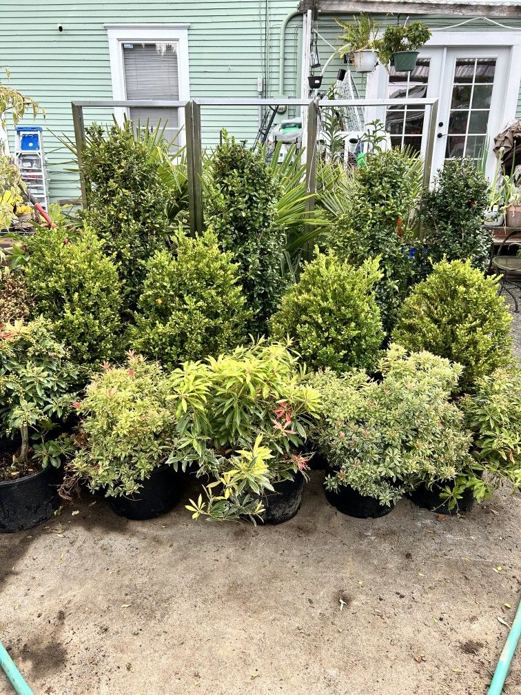 $69 Each Beautiful Boxwood Plant 