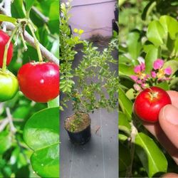 Barbados Cherry Tree In 3gal Arboles De Cereza  Acerola En 3gal 