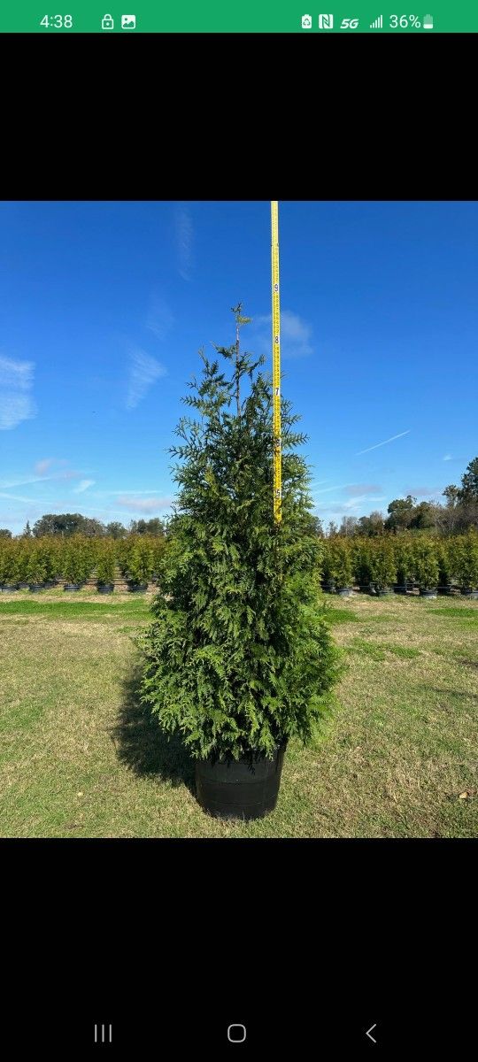 Green Giants Sale (Delivery&Planting Included)