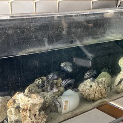 Fish Tank With Fishes