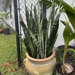 Large Terra Cotta Pot With Black Coral Snake Plants