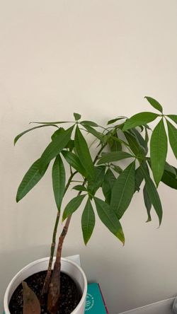 Money tree