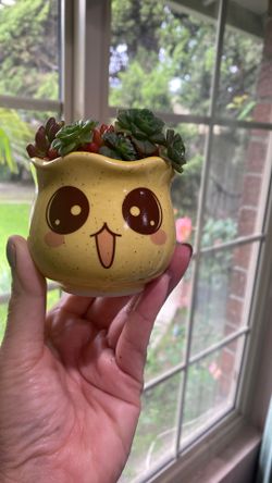 Mini Succulent Arrangement