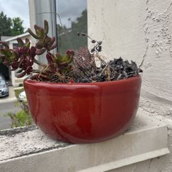 Succulent/ Plant Pot 