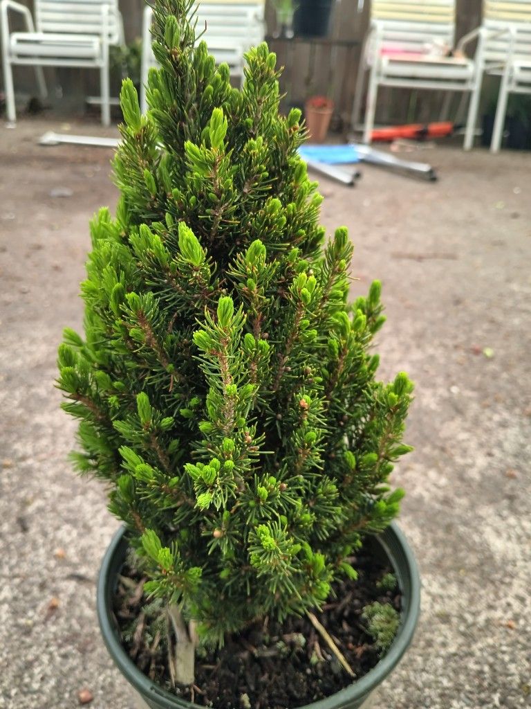 Tiny Tower Dwarf Alberta Spruces for Sale in WA OfferUp