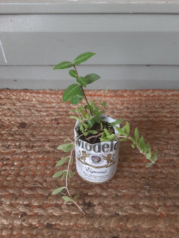 Asian Jasmine & Succulents