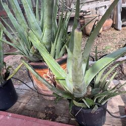 Aloe Vera PLANTS 