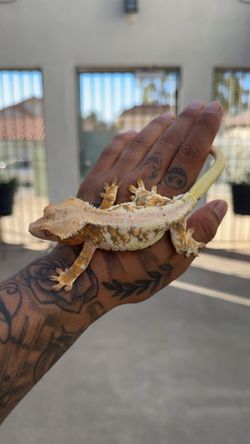 Reptile enclosure