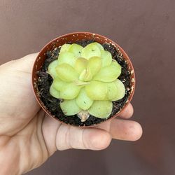 3” pinguicula butter worts plant