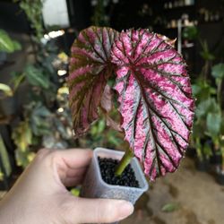 🌺 Begonia Brevirimosa | Exotica 