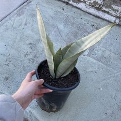 6in Pot Sansevieria Moonshine Snake Plant