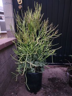 Plants