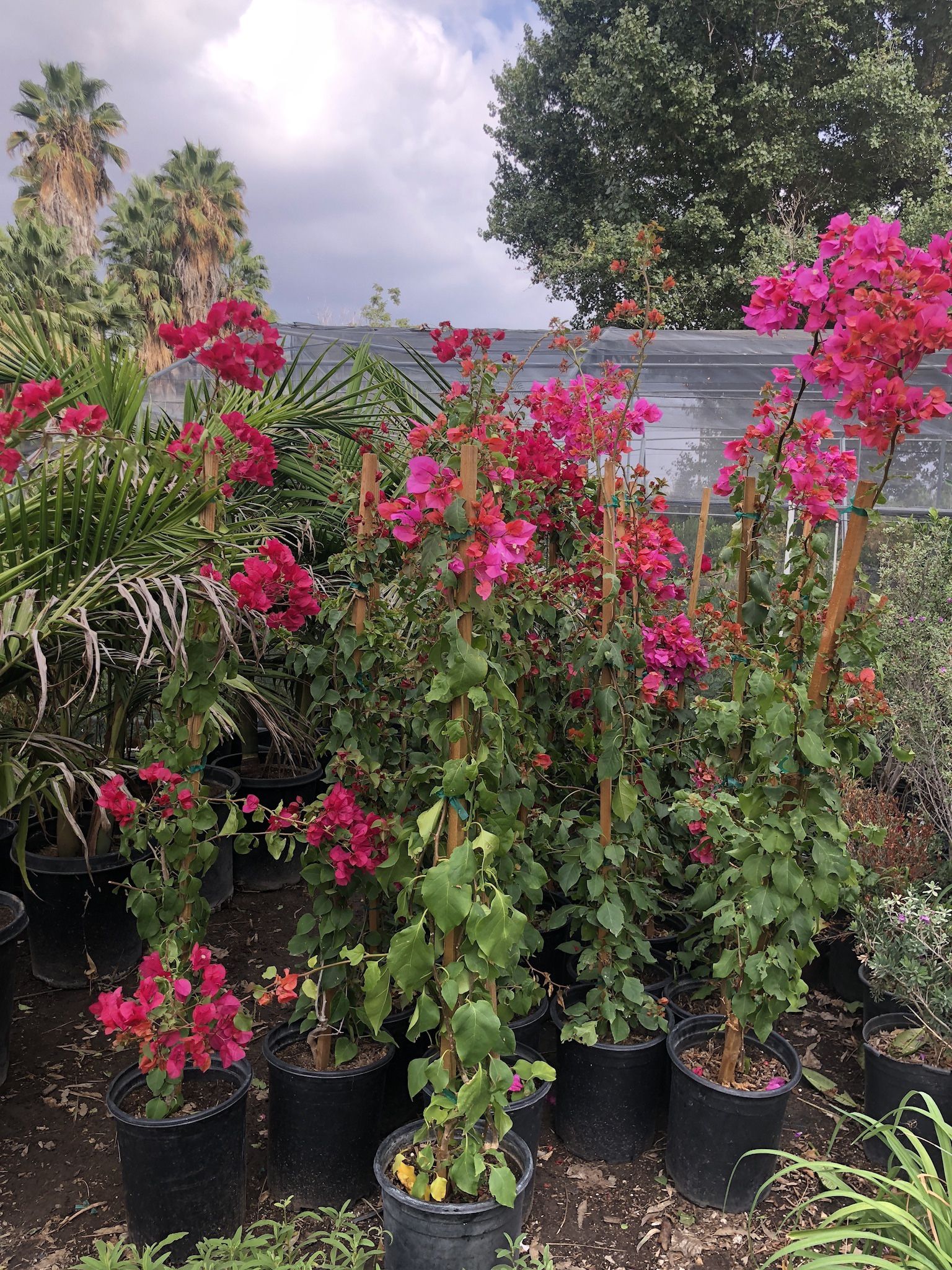 Bougainville
