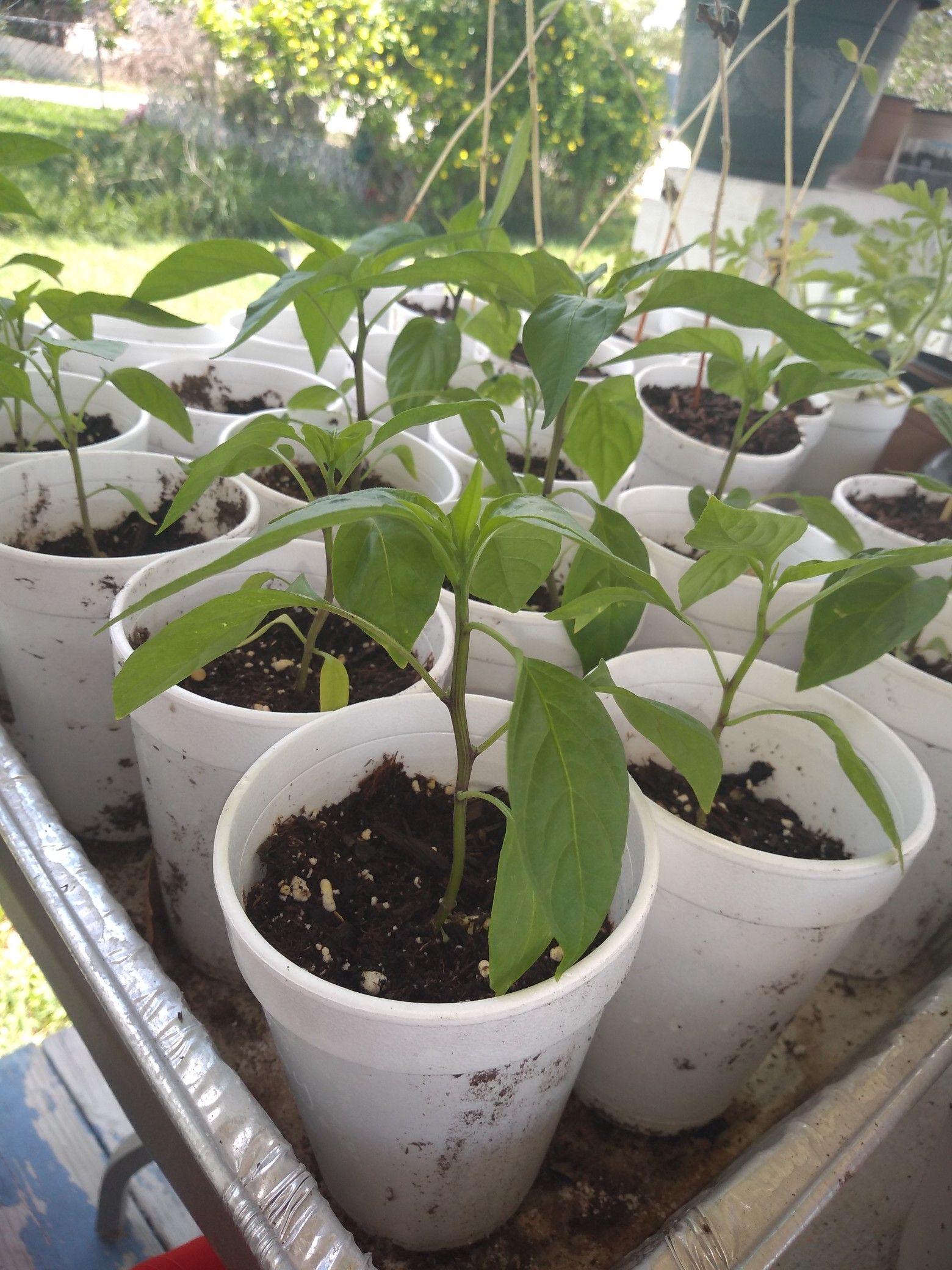 Jalapeno Plants $5